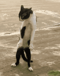 Gifs divertidos de gatos y gatitos | Imágenes y fotos Gifs divertidos de gatos y gatitos | Imágenes y fotos