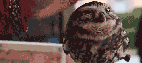 Los Gifs más divertidos y tiernos sobre mascotas - Vida 2.0