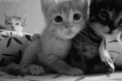 Tumblr gatos tiernos - Imagui