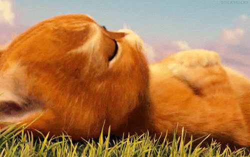 Gatito de shrek gif - Imagui