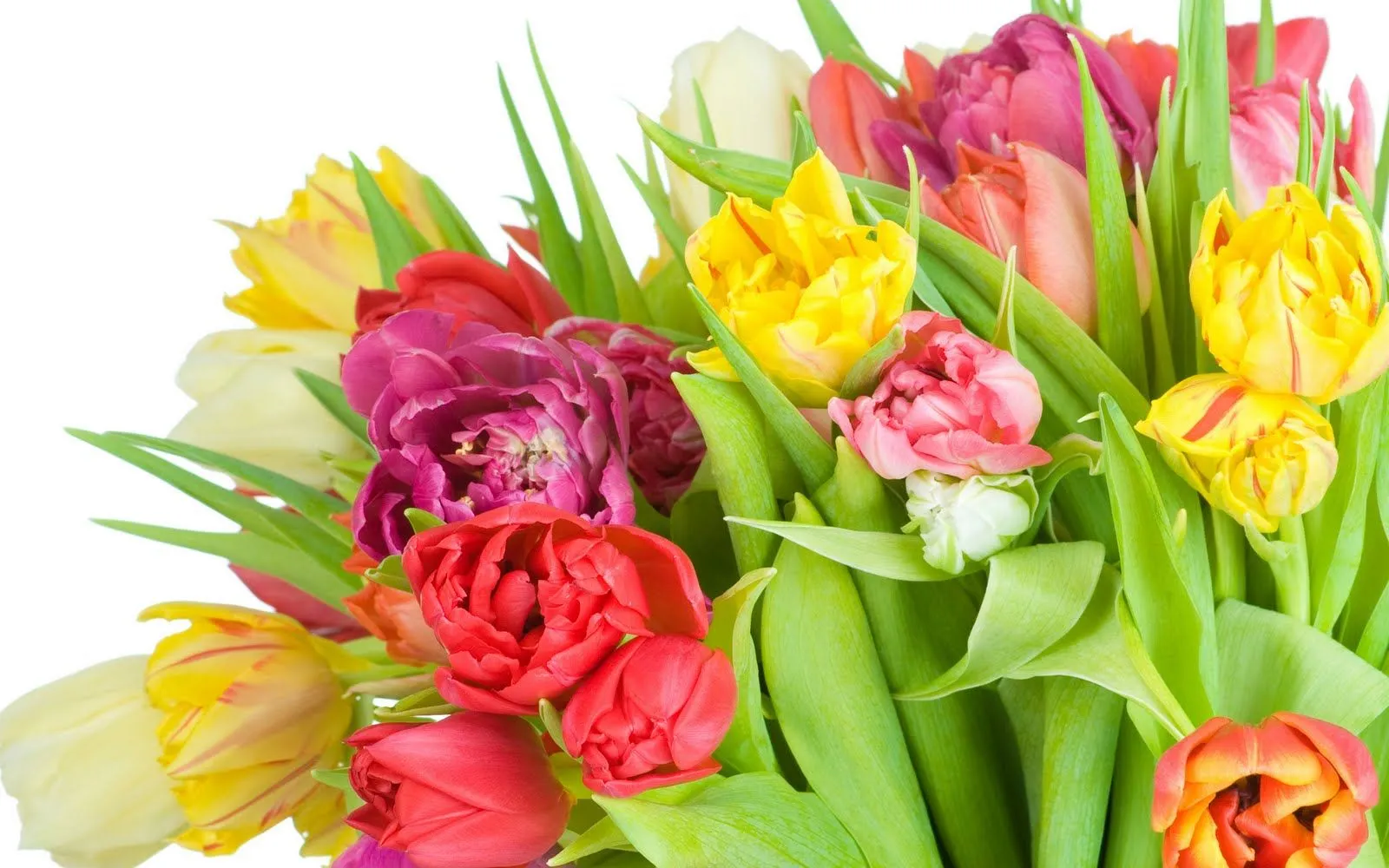 Gifs y Fondos PazenlaTormenta: FONDOS DE PANTALLA DE FLORES Gifs y Fondos PazenlaTormenta: FONDOS DE PANTALLA DE FLORES