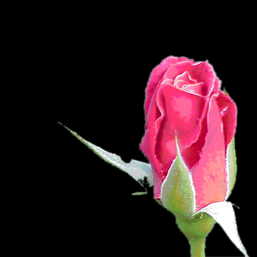 Gifs y Fondos PazenlaTormenta: GIFS DE FLORES Gifs y Fondos PazenlaTormenta: GIFS DE FLORES