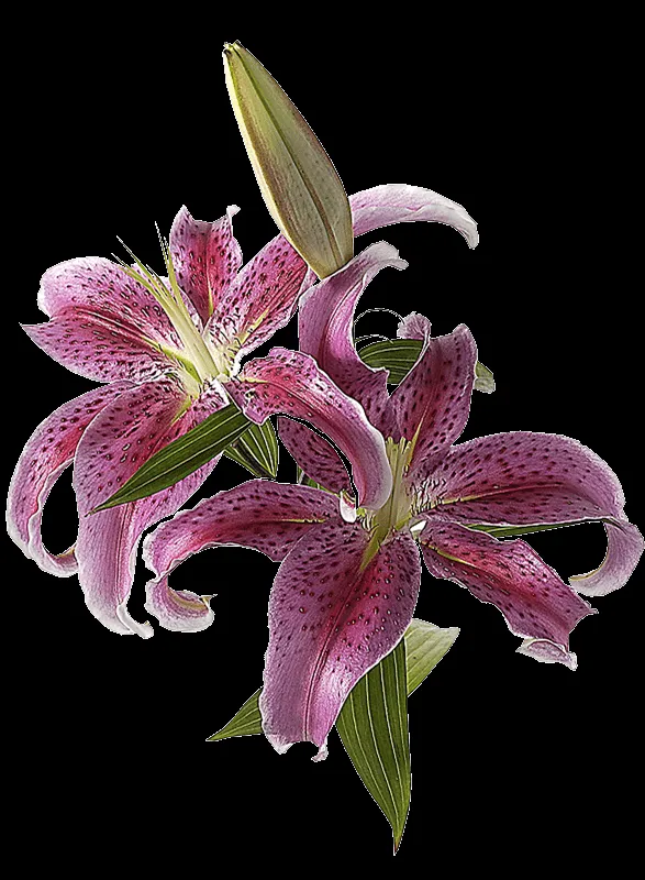 Gifs y Fondos PazenlaTormenta: IMÁGENES DE FLORES GRANDES EN PNG Gifs y Fondos PazenlaTormenta: IMÁGENES DE FLORES GRANDES EN PNG