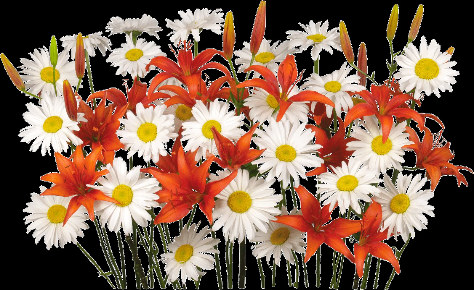 Gifs y Fondos PazenlaTormenta: IMÁGENES DE FLORES GRANDES EN PNG Gifs y Fondos PazenlaTormenta: IMÁGENES DE FLORES GRANDES EN PNG