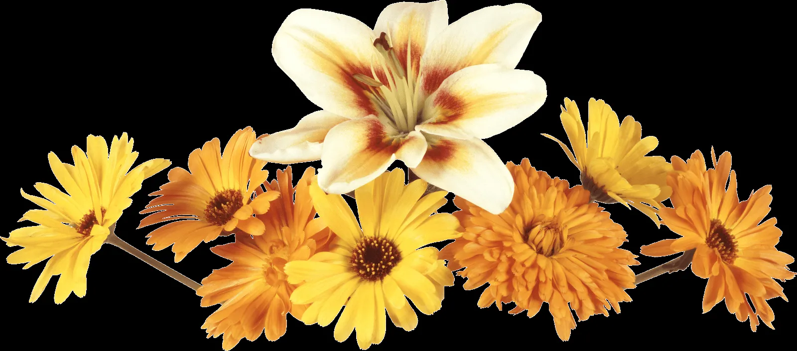 Gifs y Fondos PazenlaTormenta: IMÁGENES DE FLORES GRANDES EN PNG Gifs y Fondos PazenlaTormenta: IMÁGENES DE FLORES GRANDES EN PNG