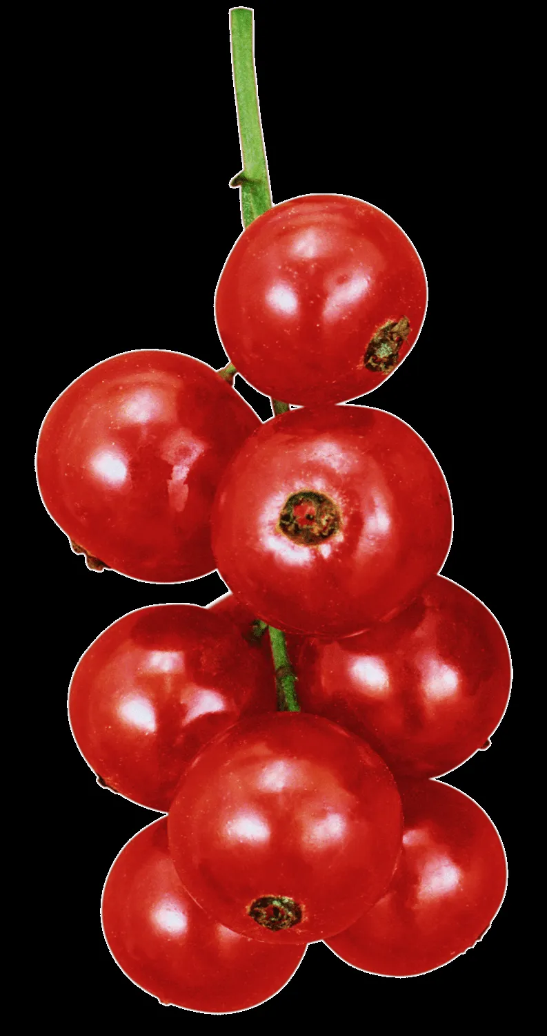 Gifs de frutas y verduras | Fondos de pantalla y mucho más Gifs de frutas y verduras | Fondos de pantalla y mucho más