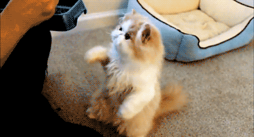 Gifs De Gatos - Taringa!