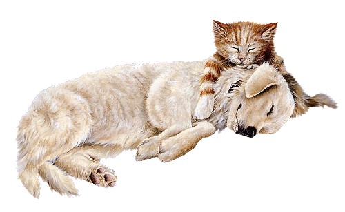 GIFS : GIFS DE PERROS Y GATOS