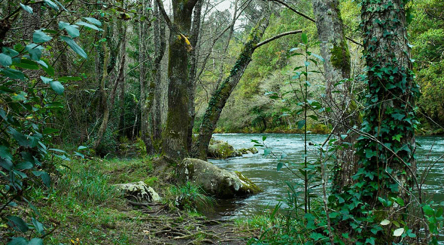 GIFS DE NATURALEZA: Bosques