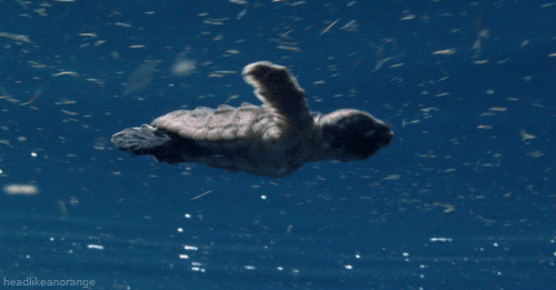 tortugas-marinas