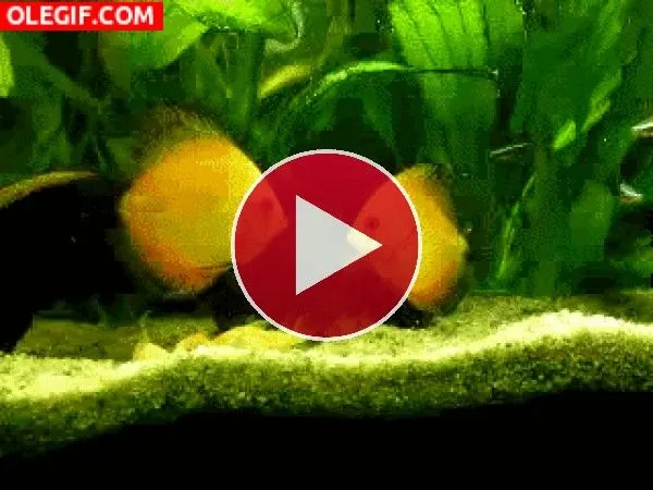 GIFs de Peces - ¡Ole GIF!