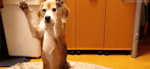 Gifs de perritos y gatitos - Taringa!