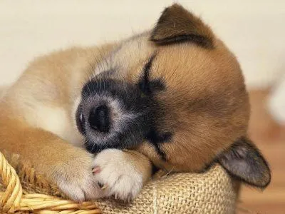 Gifs de perros tiernos - Imagui