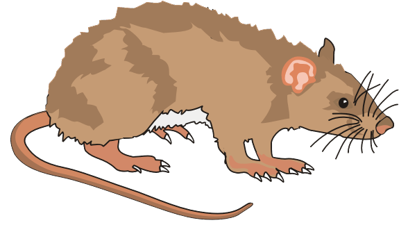 Gifs ratas - Imagui