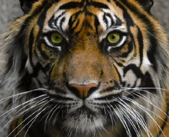 Gifs Tigres - Gifs tigres - Gifs tigres - Gifs tigres - Gifs ... Gifs Tigres - Gifs tigres - Gifs tigres - Gifs tigres - Gifs ...