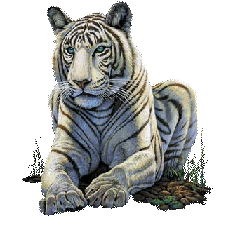 Gifs Tigres - Tigres - Tigre - Tigre - tigre - Le règne animal ... Gifs Tigres - Tigres - Tigre - Tigre - tigre - Le règne animal ...