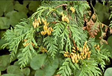 Tuya gigante, Árbol de la vida, Cedro gigante - Thuja plicata Tuya gigante, Árbol de la vida, Cedro gigante - Thuja plicata