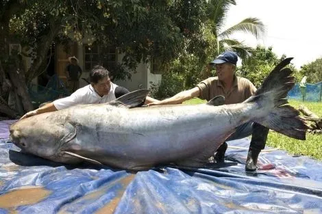 El gigante del río Mekong, a punto de desaparecer | Ciencia | elmundo.