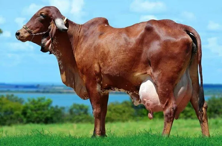 Gir Lechero | Las ubres | Pinterest