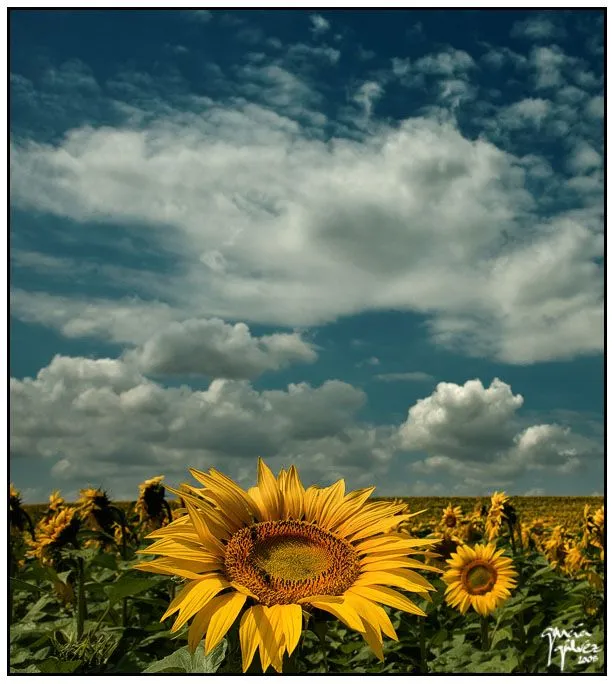 Archives: Girasol - García-