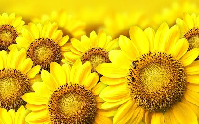 Girasoles Amarillos - Fondos de Pantalla HD - Wallpapers HD Girasoles Amarillos - Fondos de Pantalla HD - Wallpapers HD