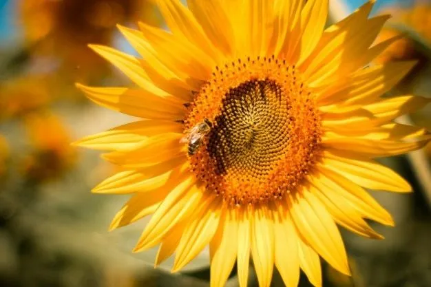 Girasoles | Fotos y Vectores gratis