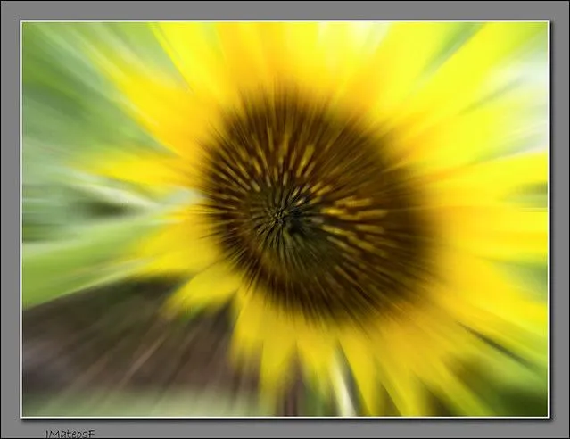 GIRASOLES EN MOVIMIENTO - Imagui