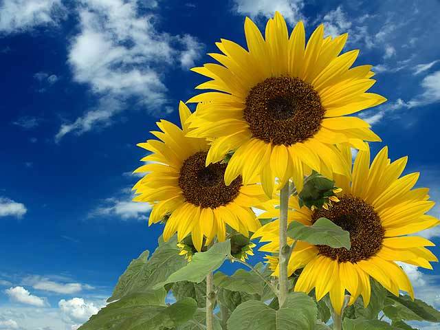 Girasoles - Tierra de Flores