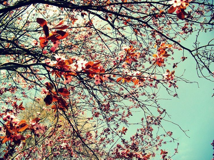 Girly Vintage Desktop Backgrounds | Desktop Image | Desktop ... Girly Vintage Desktop Backgrounds | Desktop Image | Desktop ...