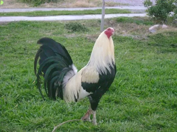 Giro Gallo de Pelea | AVES DE CORRAL & PELEA | Pinterest