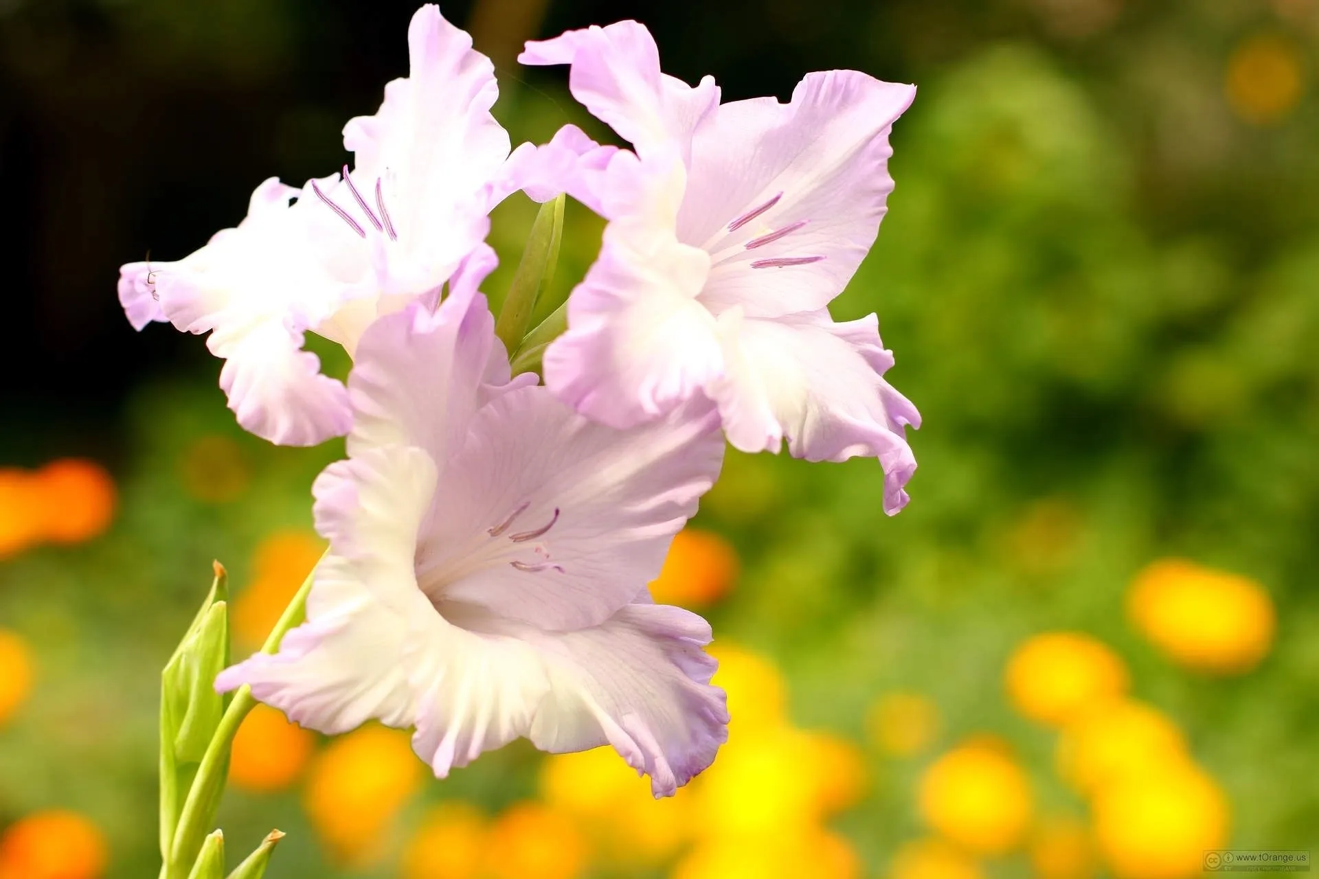 Gladiolo - Gladiolus - Gladiolus - Bulbi - Gladiolo - Gladiolus ...