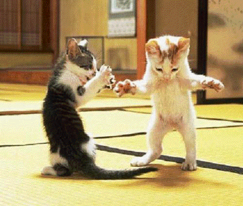 gatos-bailarines.gif