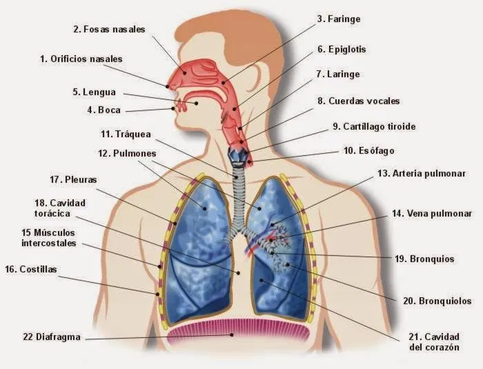 Glosario terminología de salud