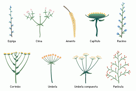 Glosario de Términos de las plantas de la Alpujarra