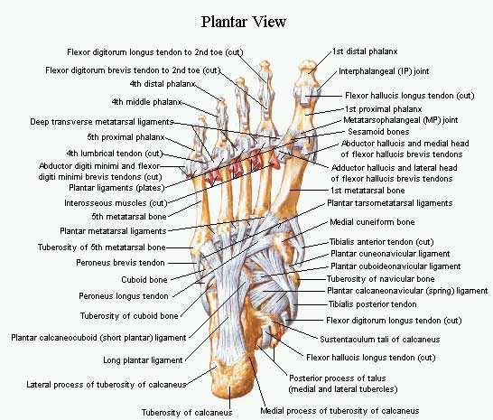 Piede e deambulazione: fisiologia, anatomia, biomeccanica e ... Piede e deambulazione: fisiologia, anatomia, biomeccanica e ...