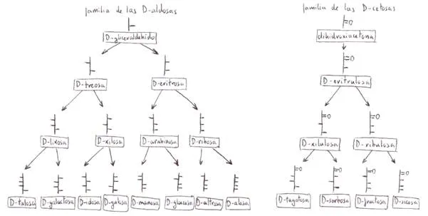GLÚCIDOS Y LÍPIDOS