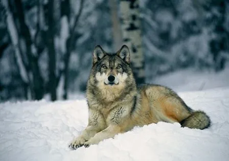 El Gobierno de Bush mata 106 lobos en 110 días | La crónica verde El Gobierno de Bush mata 106 lobos en 110 días | La crónica verde