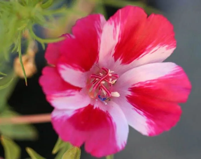 Godetia grandiflora | Revista de Flores, Plantas, Jardinería ...