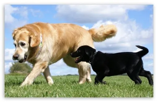 Golden and Labrador Retriever HD desktop wallpaper : High ... Golden and Labrador Retriever HD desktop wallpaper : High ...