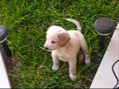 golden retriever cachorro 1 MES - YouTube
