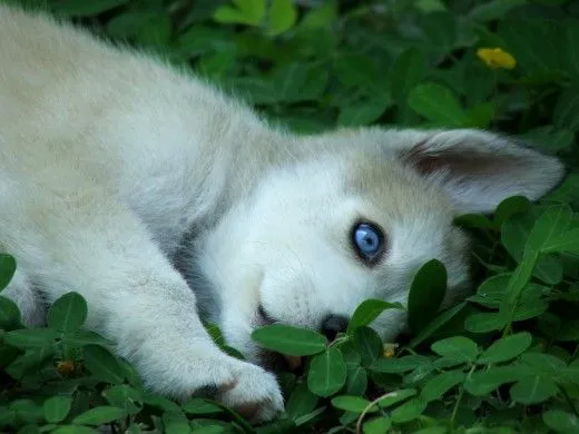 Perros lobos siberianos - Imagui