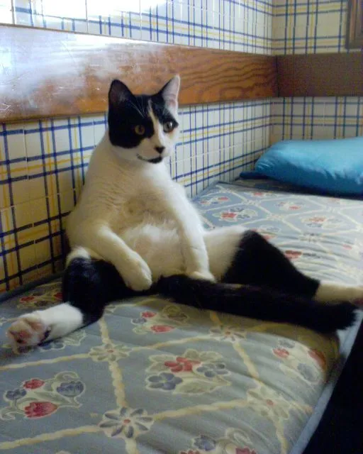 Golfi - Gato Sentado | fotos de Curiosas