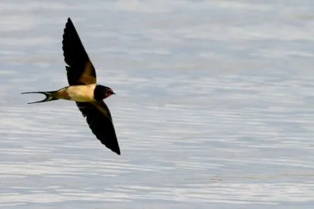 golondrina | La crónica verde
