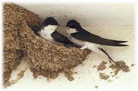 GOLONDRINA TÓTEM | totemanimal
