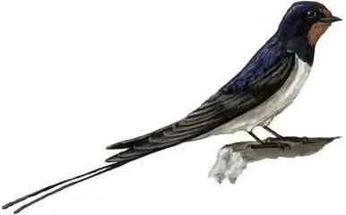 golondrina.jpg