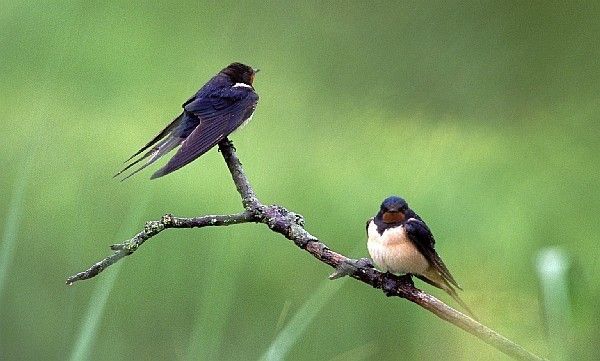 Golondrinas animadas - Imagui | Ideen | Pinterest Golondrinas animadas - Imagui | Ideen | Pinterest