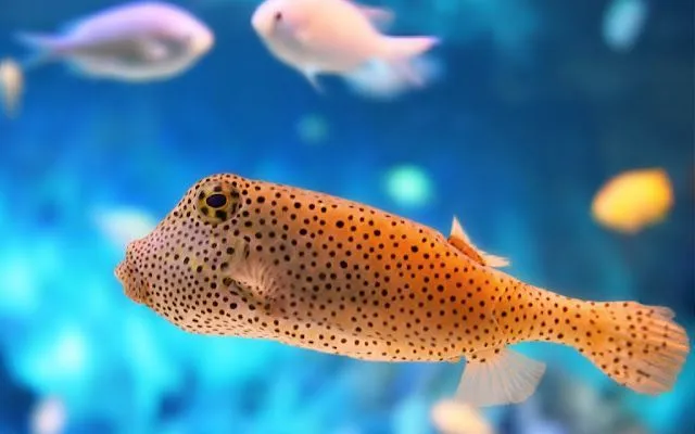 Wallpapers peces HD - Imagui