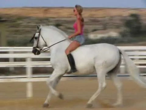 Mi gordo! El caballo mas bonito del mundo. TKM (Natalia Sirvent ... Mi gordo! El caballo mas bonito del mundo. TKM (Natalia Sirvent ...