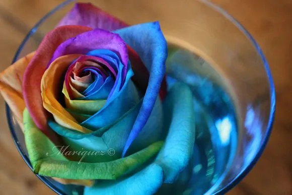 Gorgeous Rose Pictures Gorgeous Rose Pictures