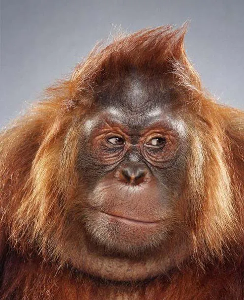 Gorila pícaro - Fotos de animales - Humor12.com Gorila pícaro - Fotos de animales - Humor12.com